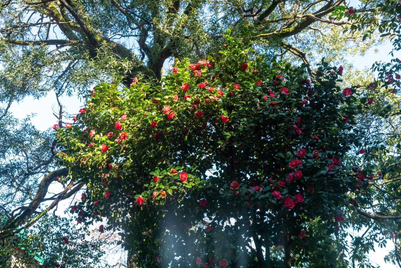 Quinta Das Lamas - Antiga Adega Vouzela Exterior foto
